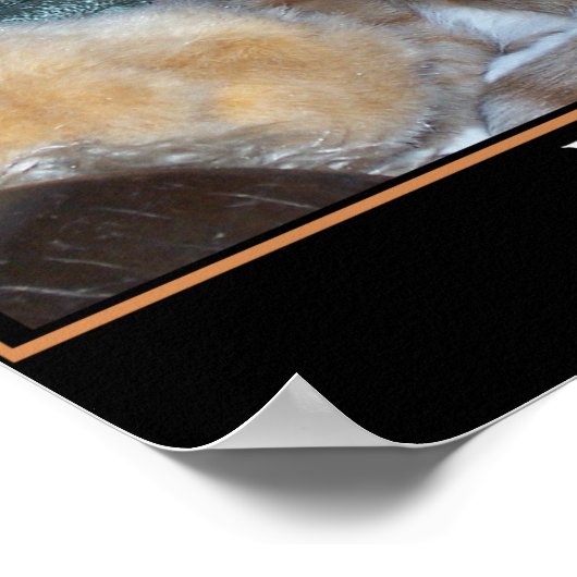 Kat-Demotivator Poster (Ecke)