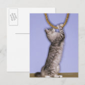 Kat, der nach Seil greift Postkarte (Vorne/Hinten)
