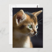 Kat Postkarte (Vorne/Hinten)
