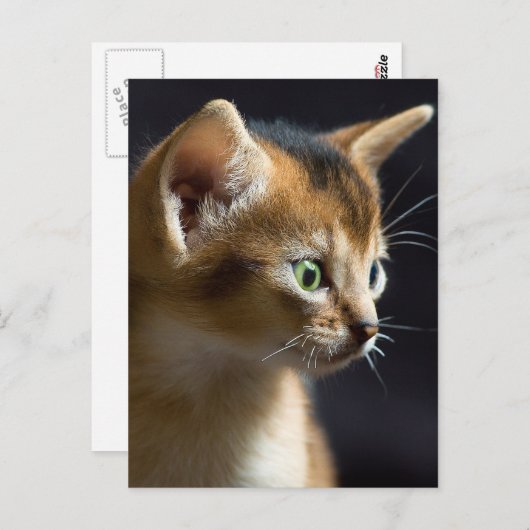 Kat Postkarte (Vorne/Hinten)