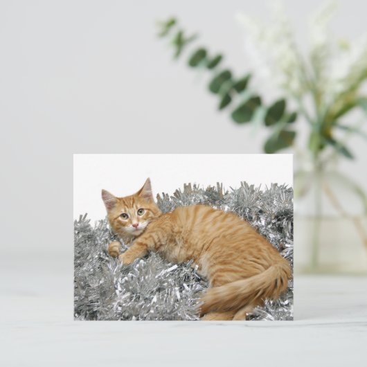 Kat Wer bin ich? Postkarte (Stehend Vorderseite)