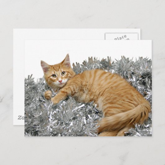 Kat Wer bin ich? Postkarte (Vorne/Hinten)