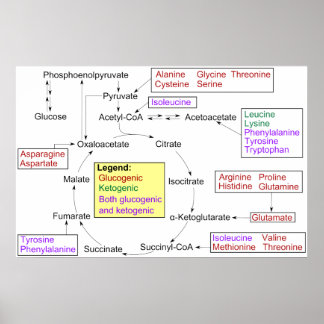 Katabolismus proteinogenes Aminosäurediagramm Poster