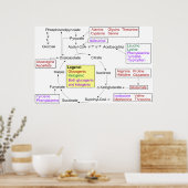 Katabolismus proteinogenes Aminosäurediagramm Poster (Küche)