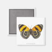 Katagramma cynosura magnet (Vorderseite/Rückseite)