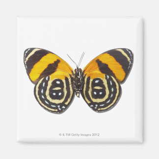 Katagramma cynosura magnet