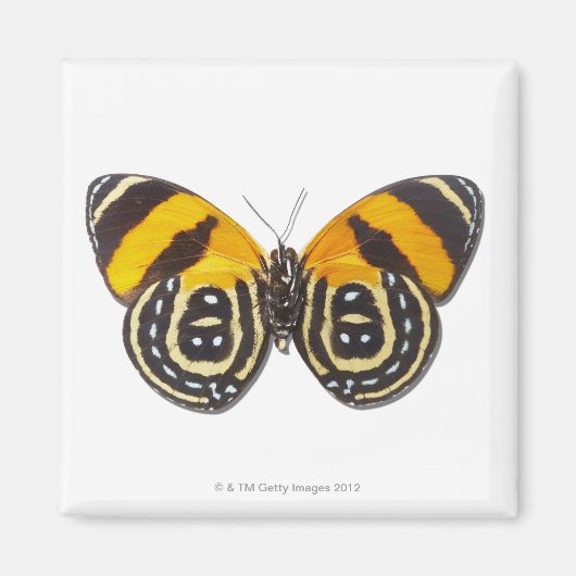 Katagramma cynosura magnet (Vorne)