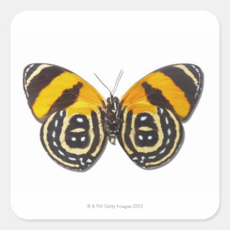 Katagramma cynosura quadratischer aufkleber