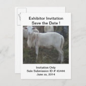 Katahin Haar-Schafe Ankündigungspostkarte (Vorne/Hinten)