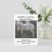 Katahin Haar-Schafe Ankündigungspostkarte (Stehend Vorderseite)