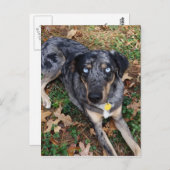 Katahoula Leopard Hund legt sich nieder Postkarte (Vorne/Hinten)