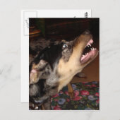 Katahoula Leopard Hund zeigt Zähne Postkarte (Vorne/Hinten)
