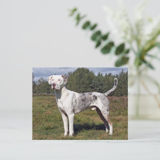 Katahoula louisiana Leopardin Postkarte (Stehend Vorderseite)