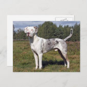 Katahoula louisiana Leopardin Postkarte (Vorne/Hinten)