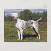 Katahoula louisiana Leopardin Postkarte (Vorderseite)