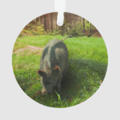 Katahoula und Wild Hog Ornament (Rückseite)