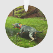 Katahoula und Wild Hog Ornament (Vorderseite)