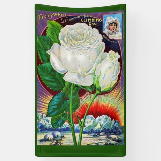Katalogbild der 1890er Jahre White Rose Banner (Vertikal)