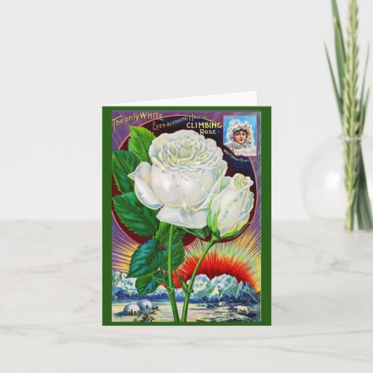 Katalogbild der 1890er Rose White Rose (Vorderseite)