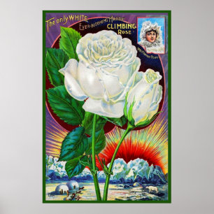 Katalogbild der 1890er Rose White Rose Poster