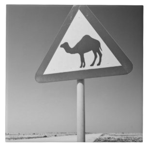 Katar, Al Zubarah. Camel Crossing Road Fliese