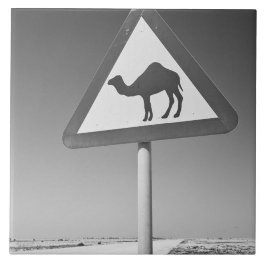 Katar, Al Zubarah. Camel Crossing Road Fliese (Vorderseite)