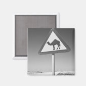 Katar, Al Zubarah. Camel Crossing Road Magnet (Vorderseite/Rückseite)
