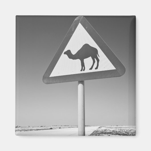 Katar, Al Zubarah. Camel Crossing Road Magnet (Vorne)