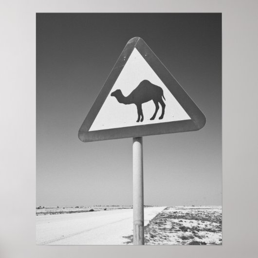 Katar, Al Zubarah. Camel Crossing Road Poster (Vorne)