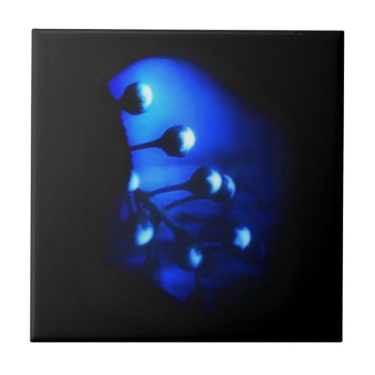 Kate Fliese (Vorderseite)