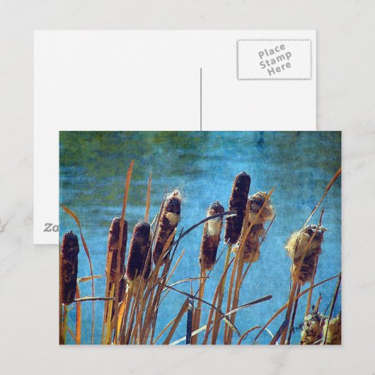 Kater am Teich Postkarte (Vorne/Hinten)