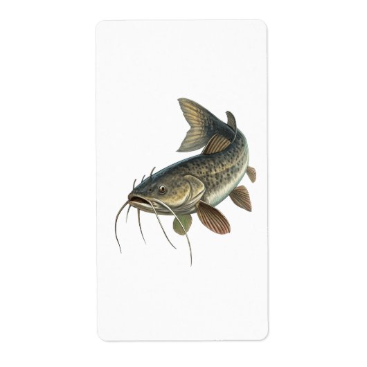 Katfisch (Vorne)