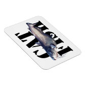 Katfisch Magnet (Rechte Seite)