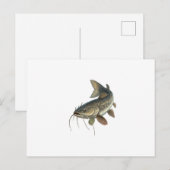 Katfisch Postkarte (Vorne/Hinten)