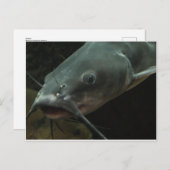 Katfisch Postkarte (Vorne/Hinten)