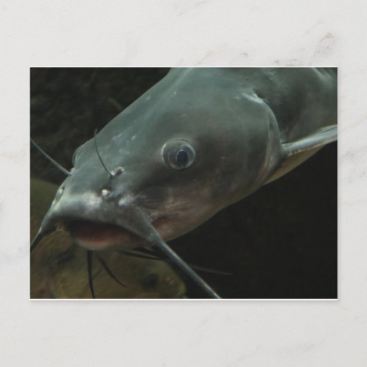 Katfisch Postkarte (Vorderseite)