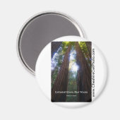 Kathedrale Grove, Muir Woods California Produkte Magnet (Vorderseite/Rückseite)