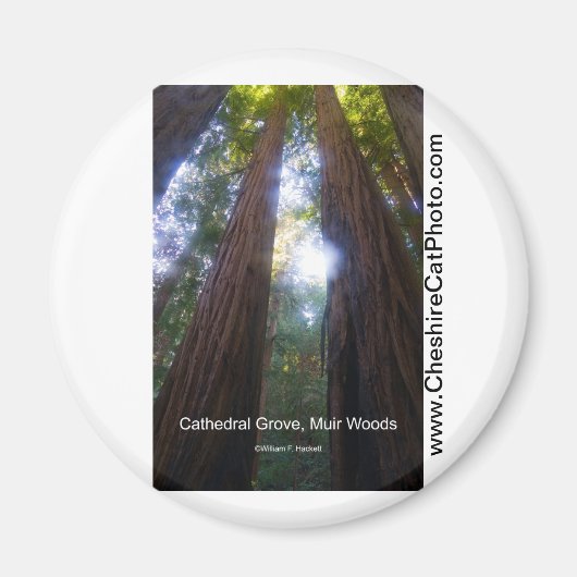 Kathedrale Grove, Muir Woods California Produkte Magnet (Vorne)