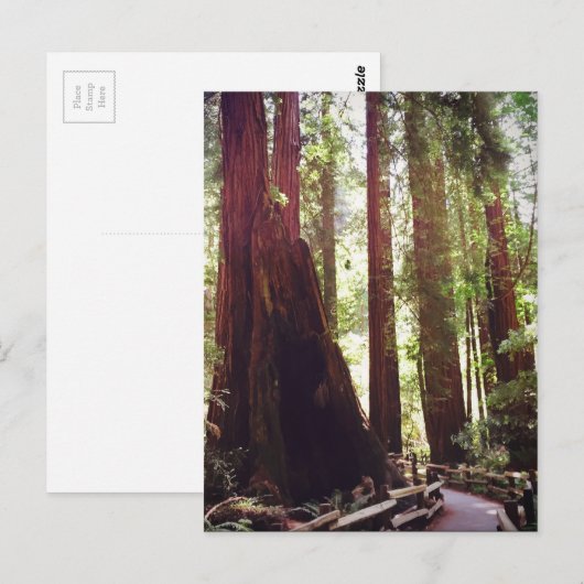 Kathedrale Grove Postkarte (Vorne/Hinten)