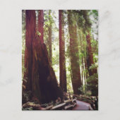 Kathedrale Grove Postkarte (Vorderseite)