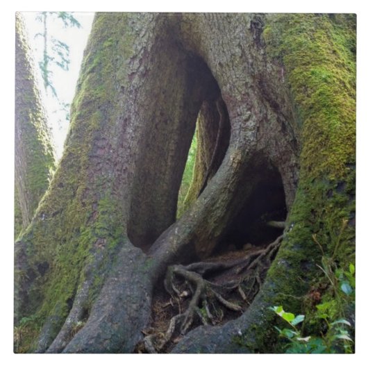 Kathedralenbaum, Astoria, Oregon Fliese (Vorderseite)