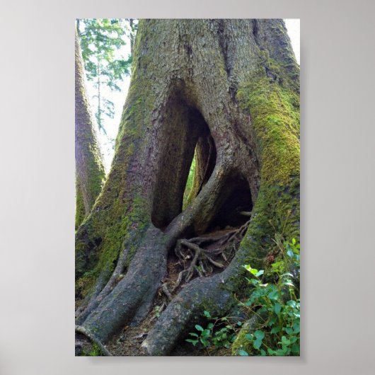 Kathedralenbaum, Astoria, Oregon Poster (Vorne)