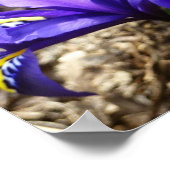 Katherine Hodgkin Irises Lila Frühlingsfloral Poster (Ecke)