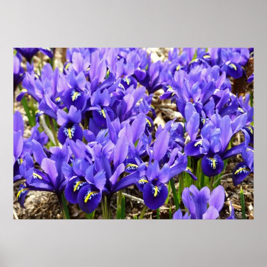 Katherine Hodgkin Irises Lila Frühlingsfloral Poster (Vorne)