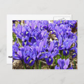 Katherine Hodgkin Irises Lila Frühlingsfloral Postkarte (Vorne/Hinten)