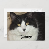 Katitude Katze mit Haltung Postkarte (Vorne/Hinten)