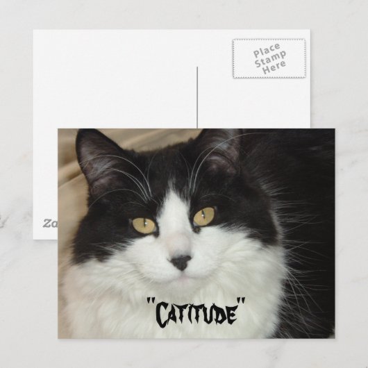 Katitude Katze mit Haltung Postkarte (Vorne/Hinten)