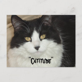 Katitude Katze mit Haltung Postkarte