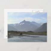 Katmai Brown Bear Postkarte (Vorne/Hinten)