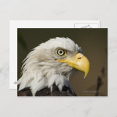 Katmai National Park, Alaska Postkarte (Vorne/Hinten)